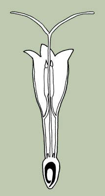Figure 5A disc floret, longitudinal section