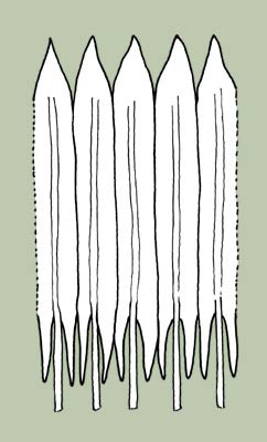 Figure 5B stamens, expanded (abaxial surface)